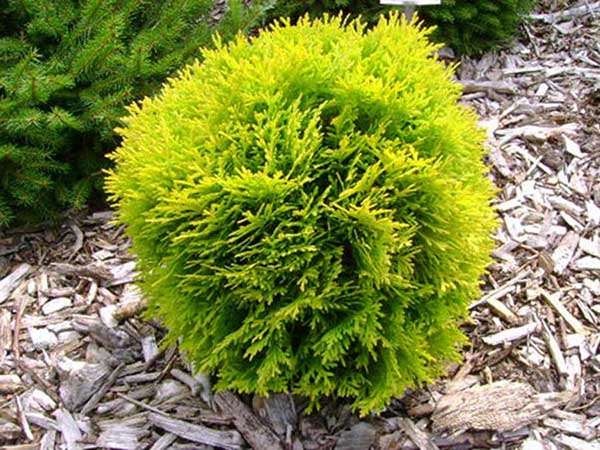 Żywotnik zachodni Mirjam C2 E