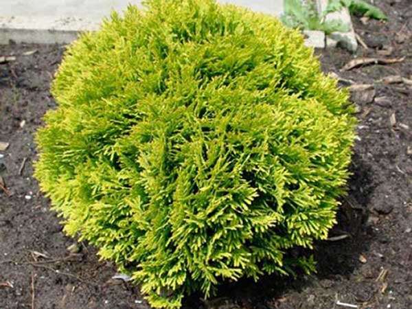 Żywotnik zachodni Mirjam C2 E