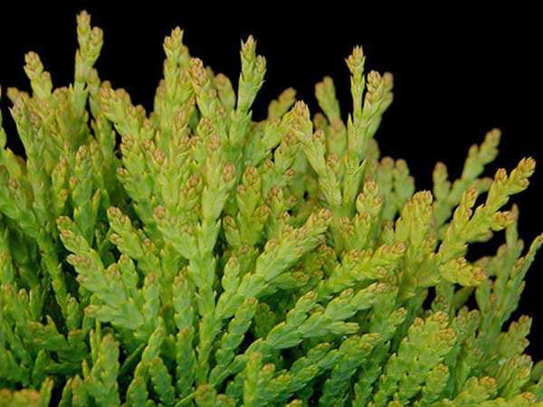 Żywotnik zachodni Mirjam C2 E