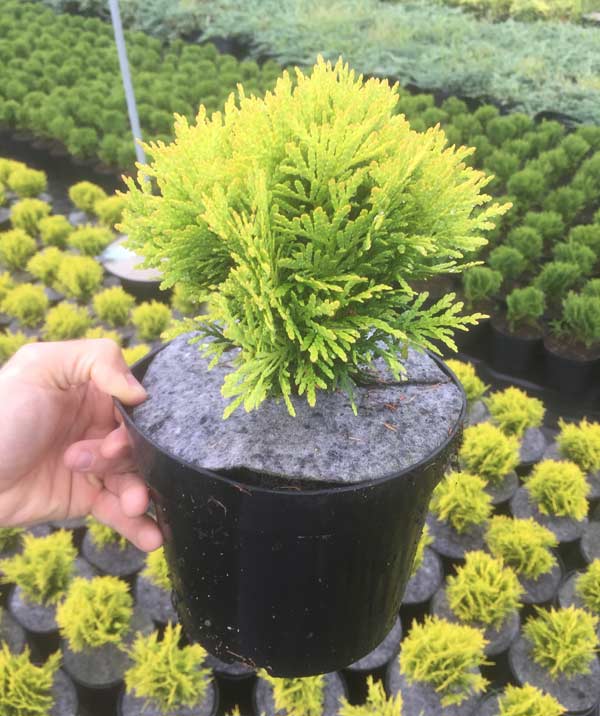 Żywotnik zachodni Mirjam C2 E