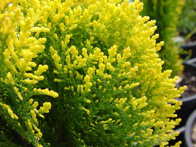 Туя Морган Фото И Описание – Telegraph