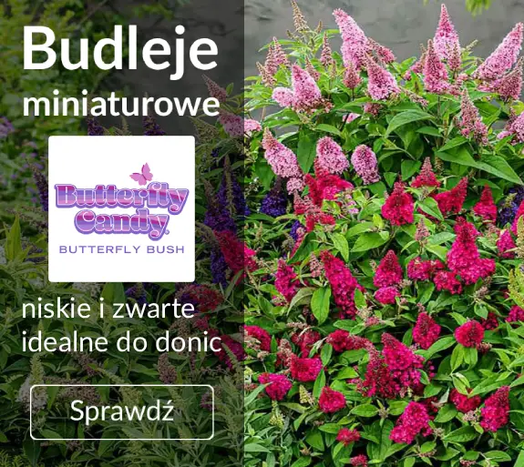 Budleje miniaturowe