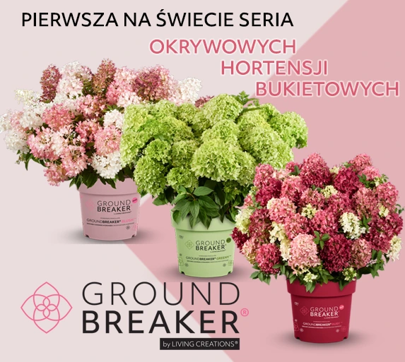 hortensje Groundbreaker
