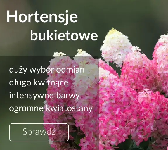 Hortensje bukietowe