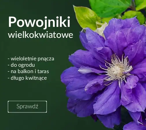 Powojniki