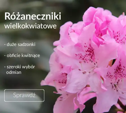 Różaneczniki