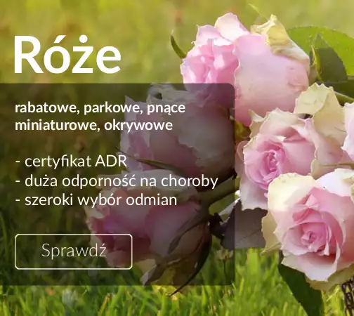 Róże