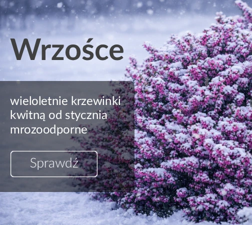 Wrzośce